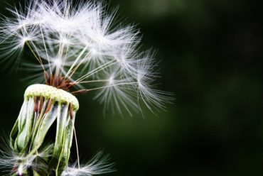 Allergie: Frühlingszeit – Allergiezeit