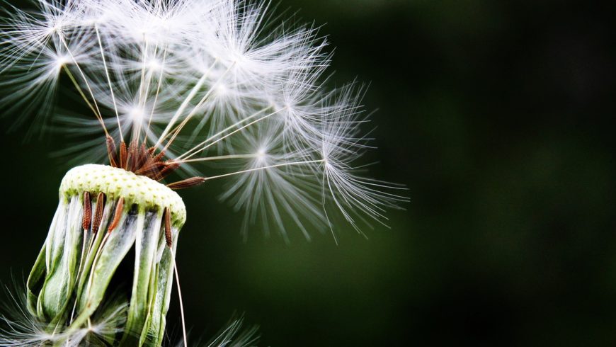 Allergie: Frühlingszeit – Allergiezeit